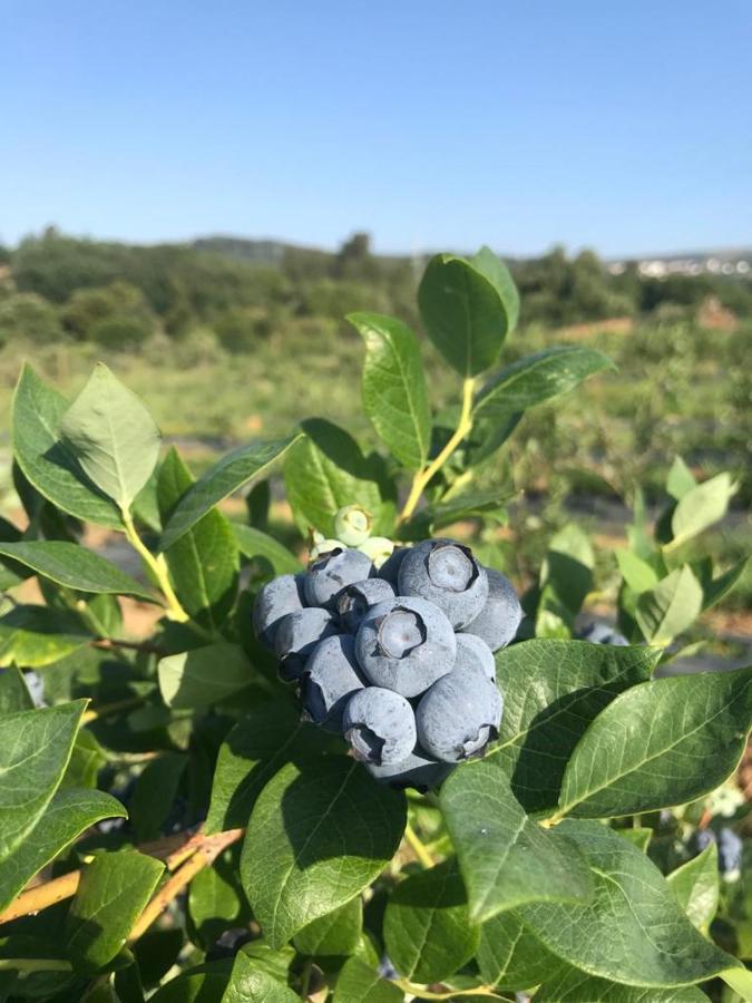 Quinta Lourena - Casa Do Caseiro Covilhã Εξωτερικό φωτογραφία